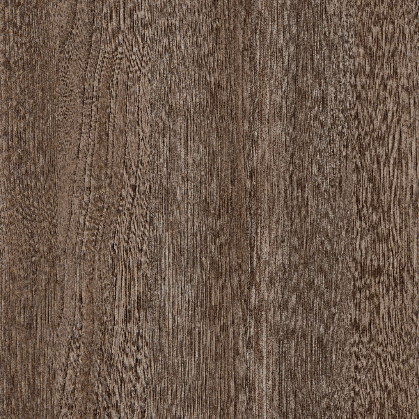 P04118 Novara Elm