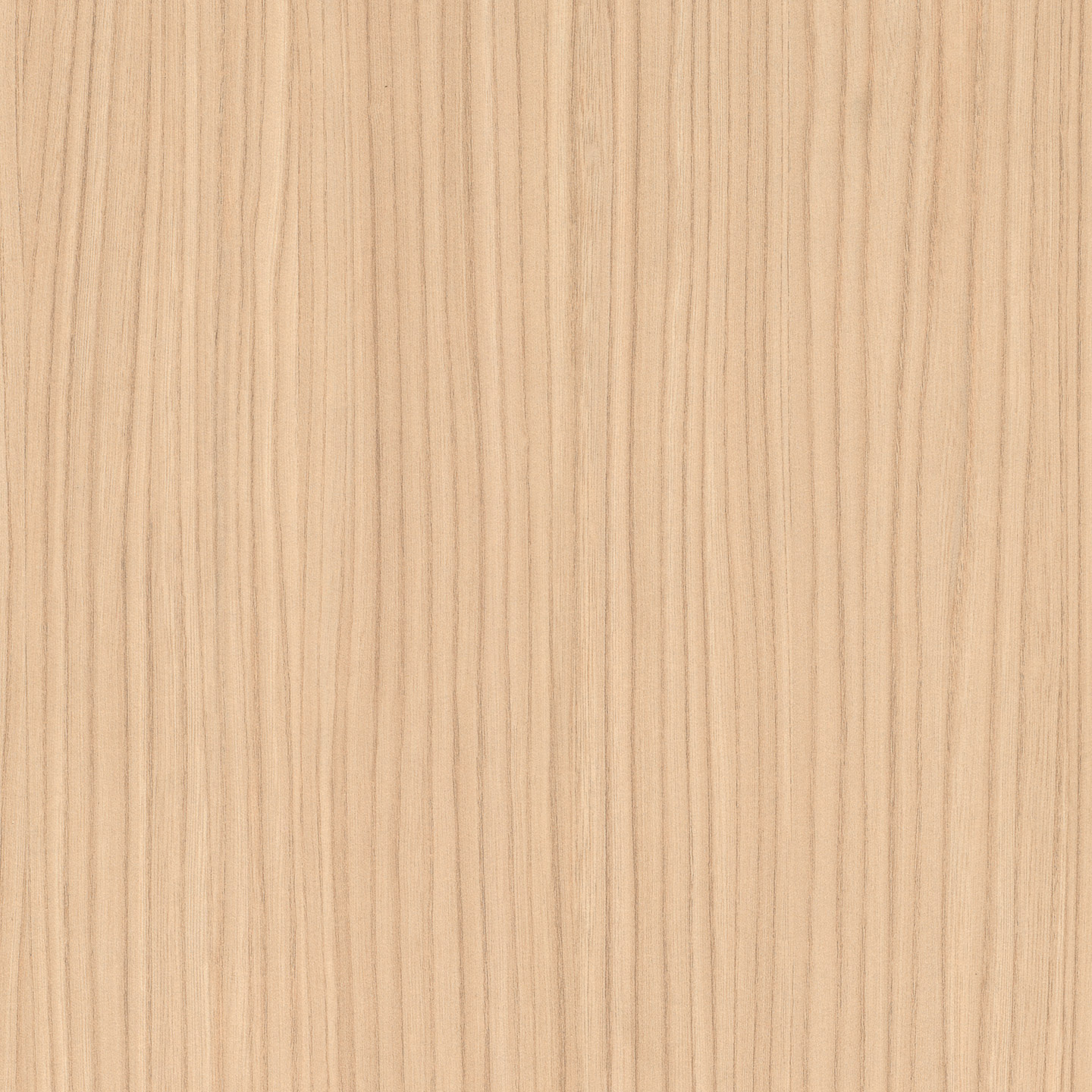 P04448 Unique Elm